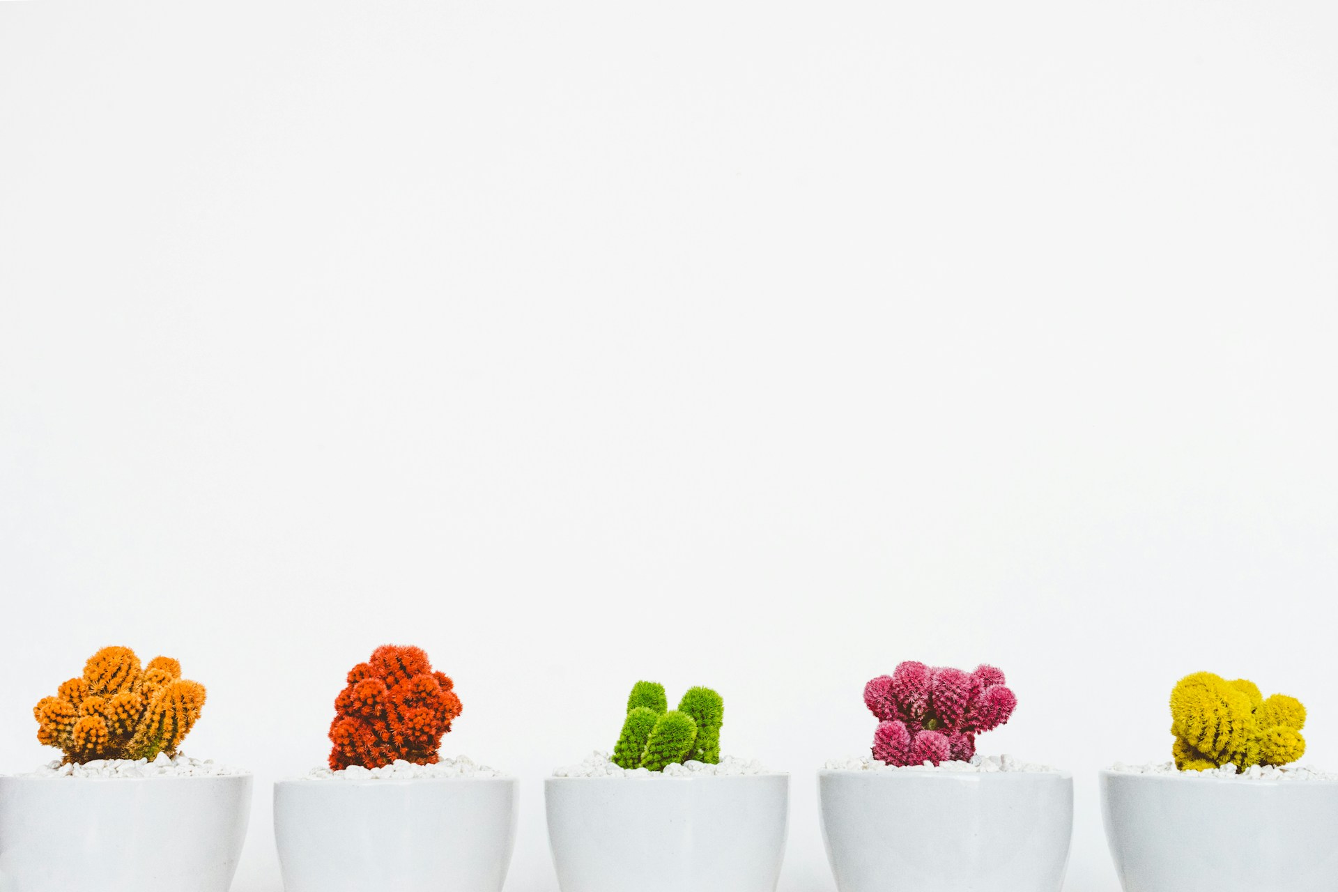 Assorted colored cactus in white pots