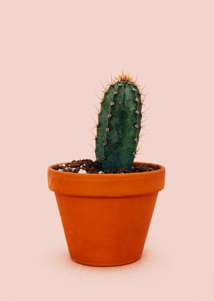 Green cactus in a brown pot